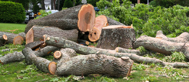 Trusted Lexington Hills, CA Tree Services Experts