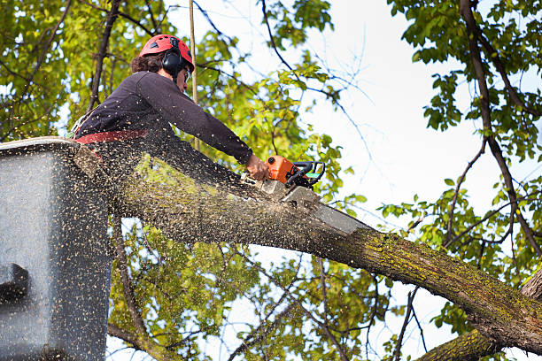 Best Root Management and Removal  in Lexington Hills, CA